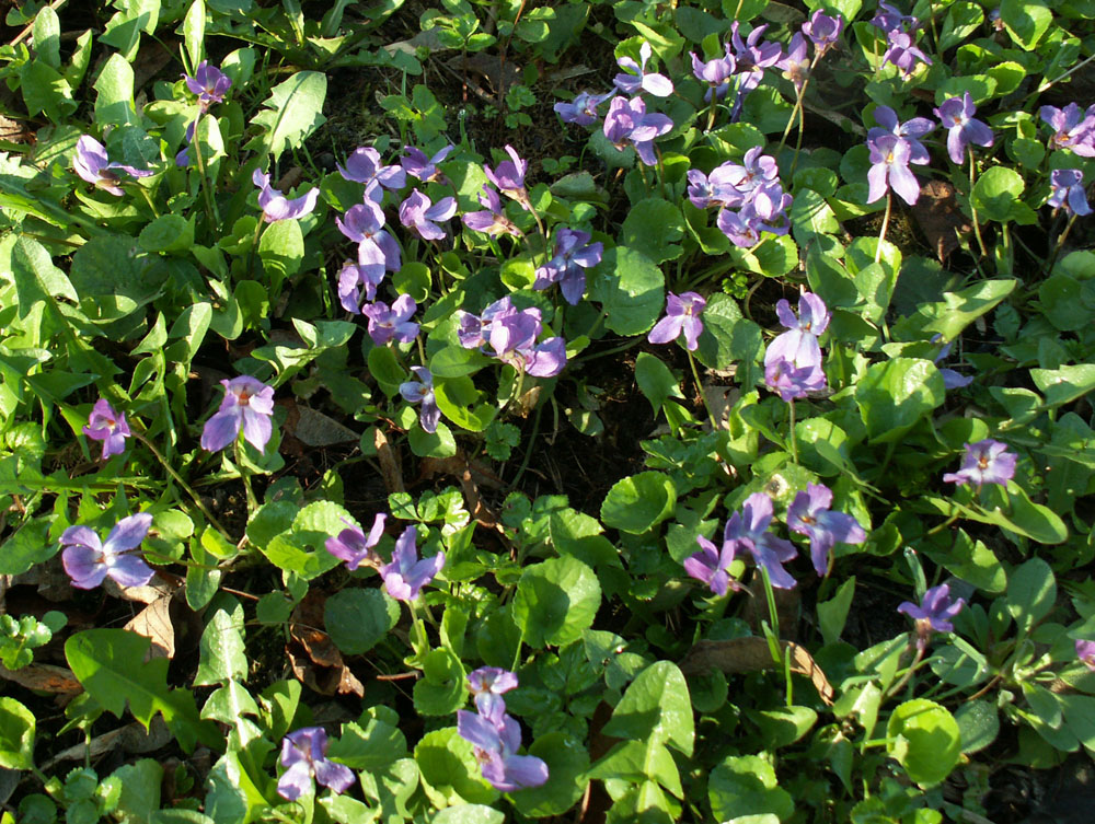 Image of Viola odorata specimen.