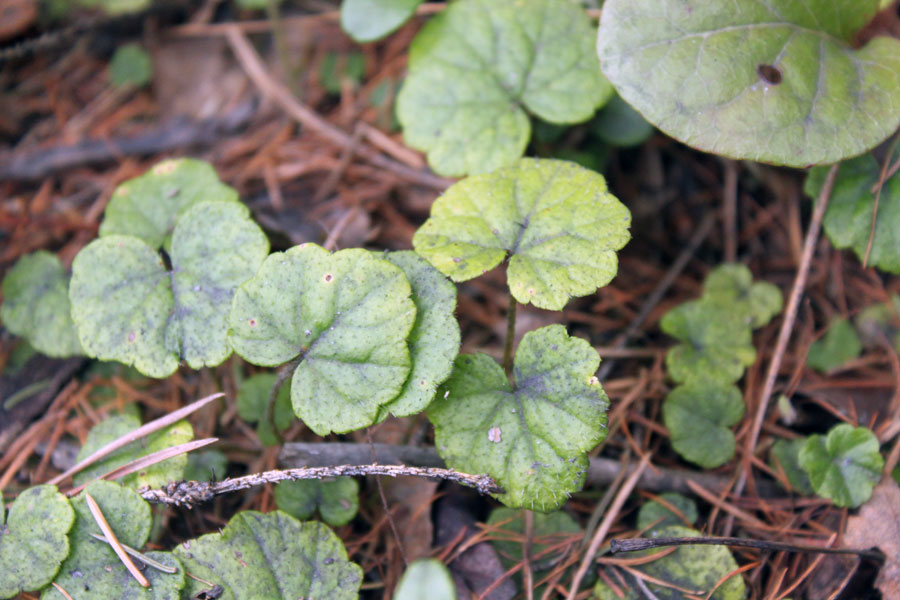 Image of Mitella nuda specimen.