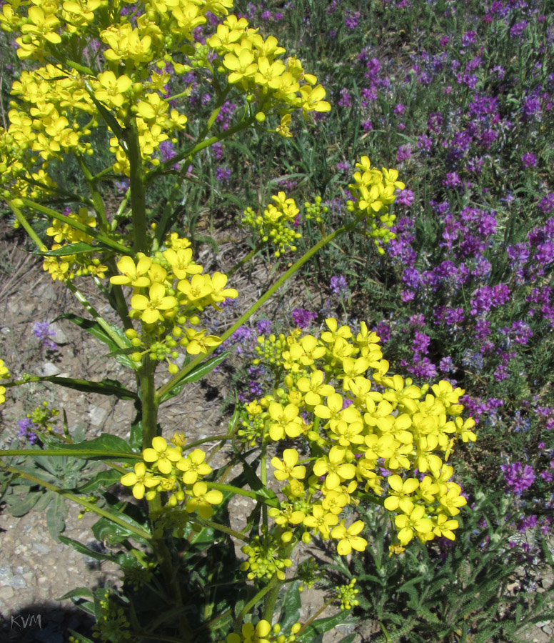 Изображение особи Bunias orientalis.