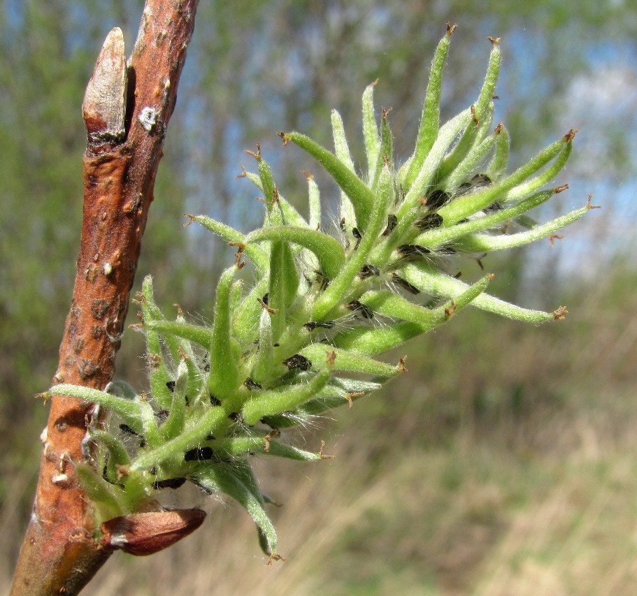 Image of Salix cinerea specimen.