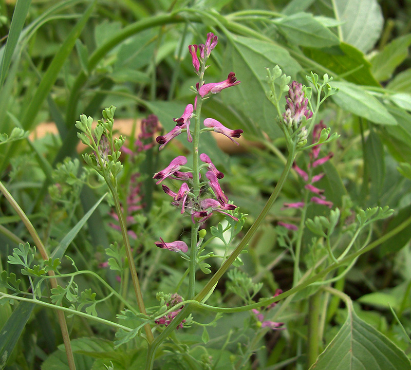 Изображение особи Fumaria officinalis.