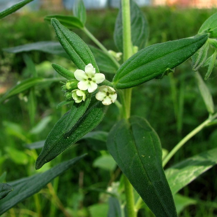 Image of Lithospermum officinale specimen.