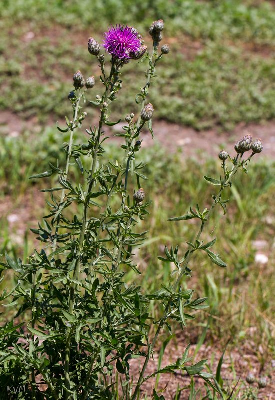 Изображение особи Centaurea scabiosa.