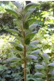 Acanthus mollis