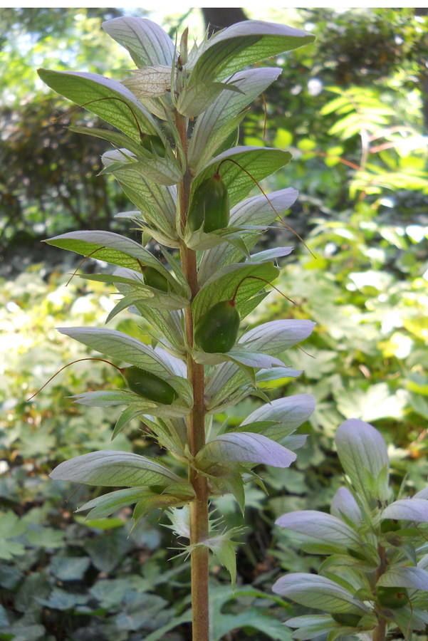 Изображение особи Acanthus mollis.