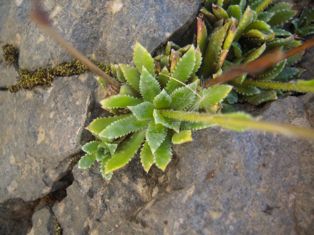 Изображение особи Saxifraga cartilaginea.