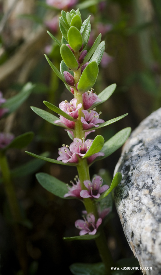 Image of Glaux maritima specimen.