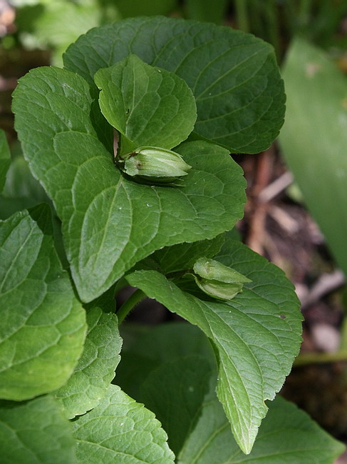 Изображение особи Viola mirabilis.