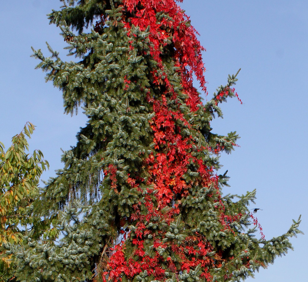 Image of Picea omorika specimen.