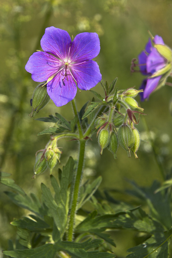 Image of Geranium pratense specimen.