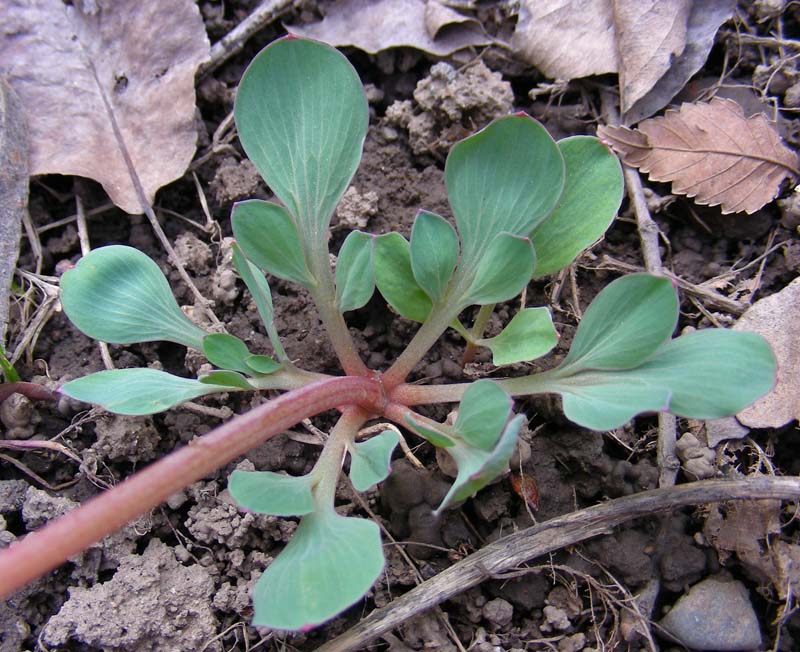 Изображение особи Corydalis ledebouriana.