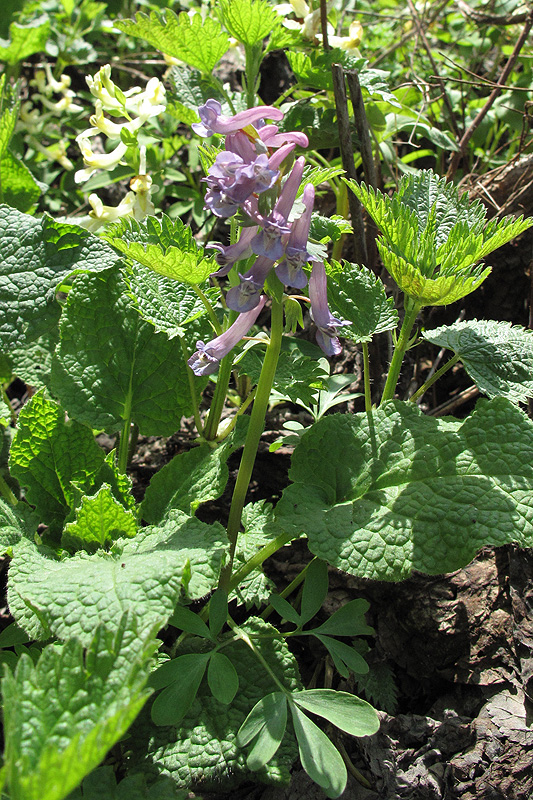 Изображение особи Corydalis solida.