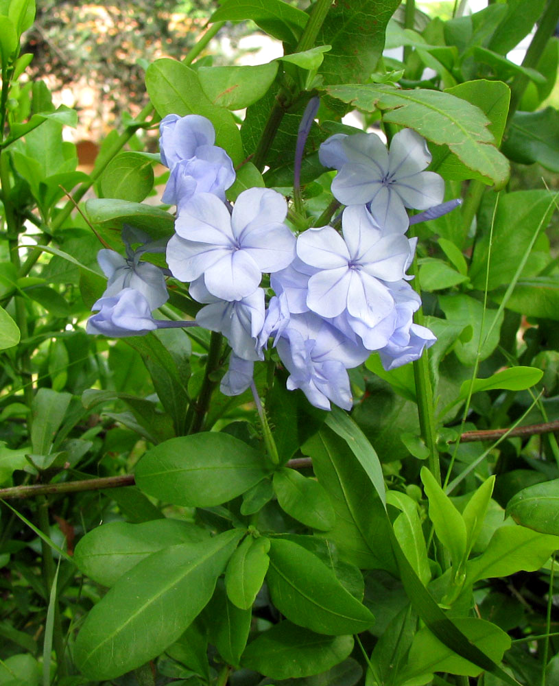 Image of Plumbago auriculata specimen.