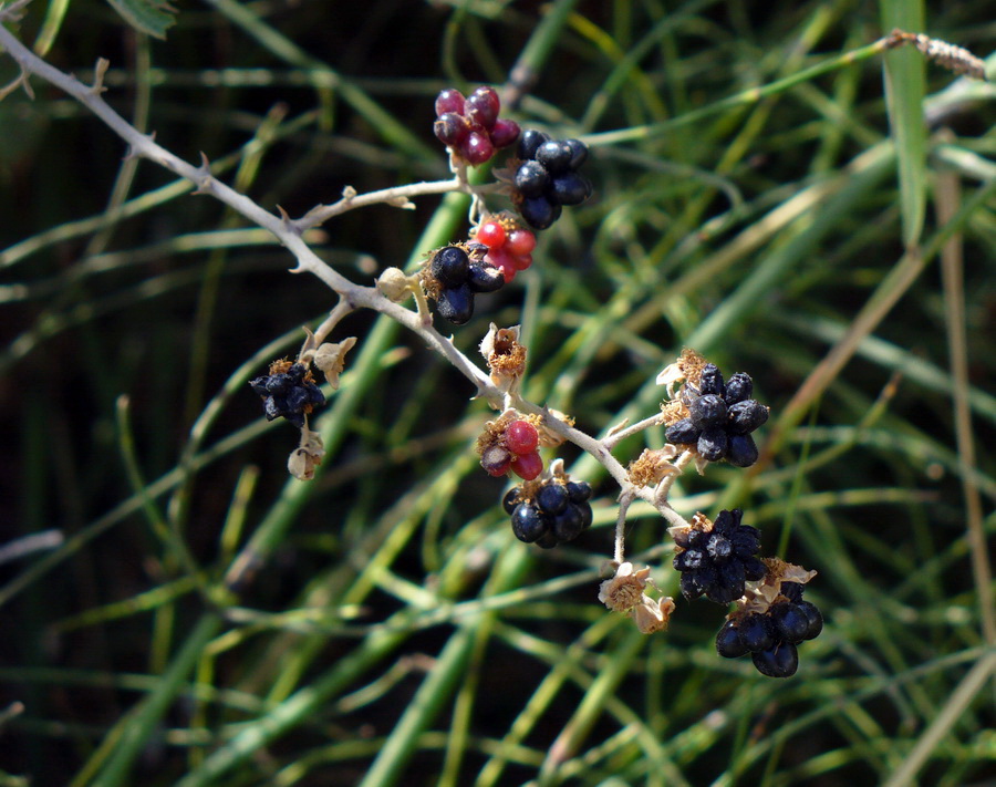 Изображение особи Rubus sanctus.