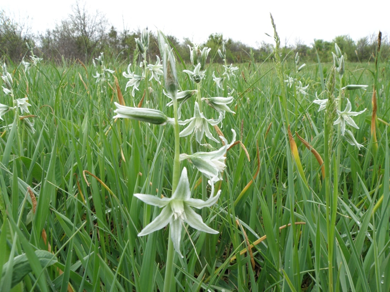 Image of Ornithogalum boucheanum specimen.