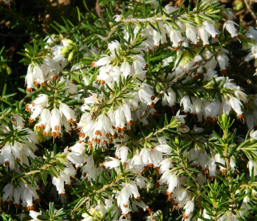 Image of Erica carnea specimen.