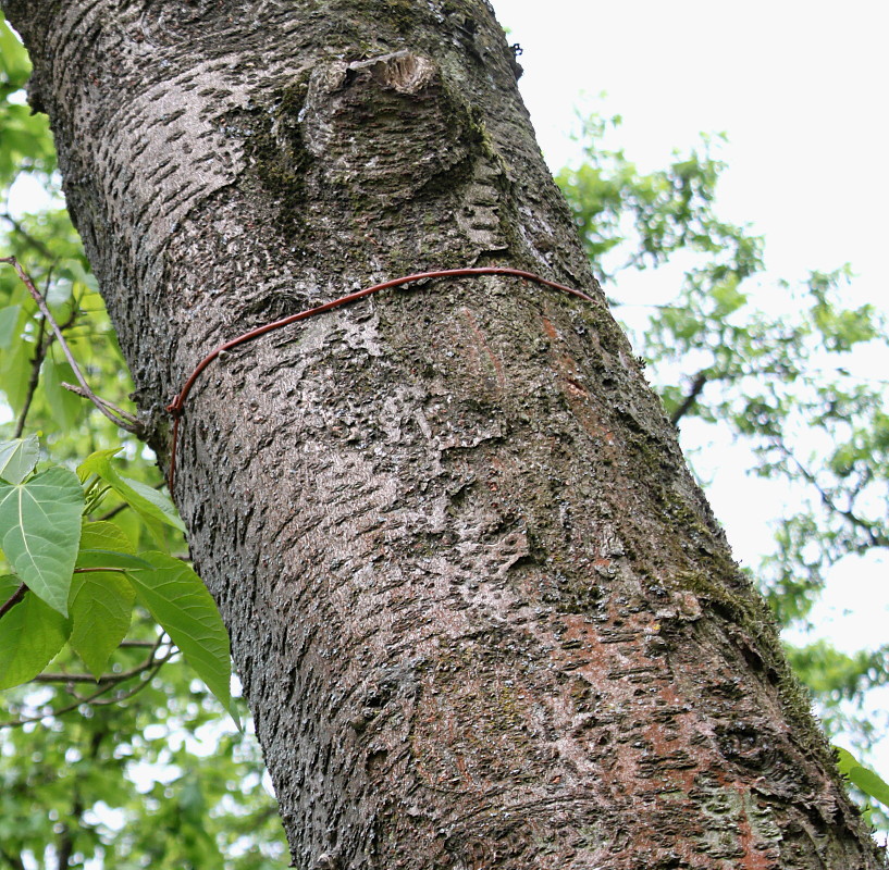 Image of Idesia polycarpa specimen.