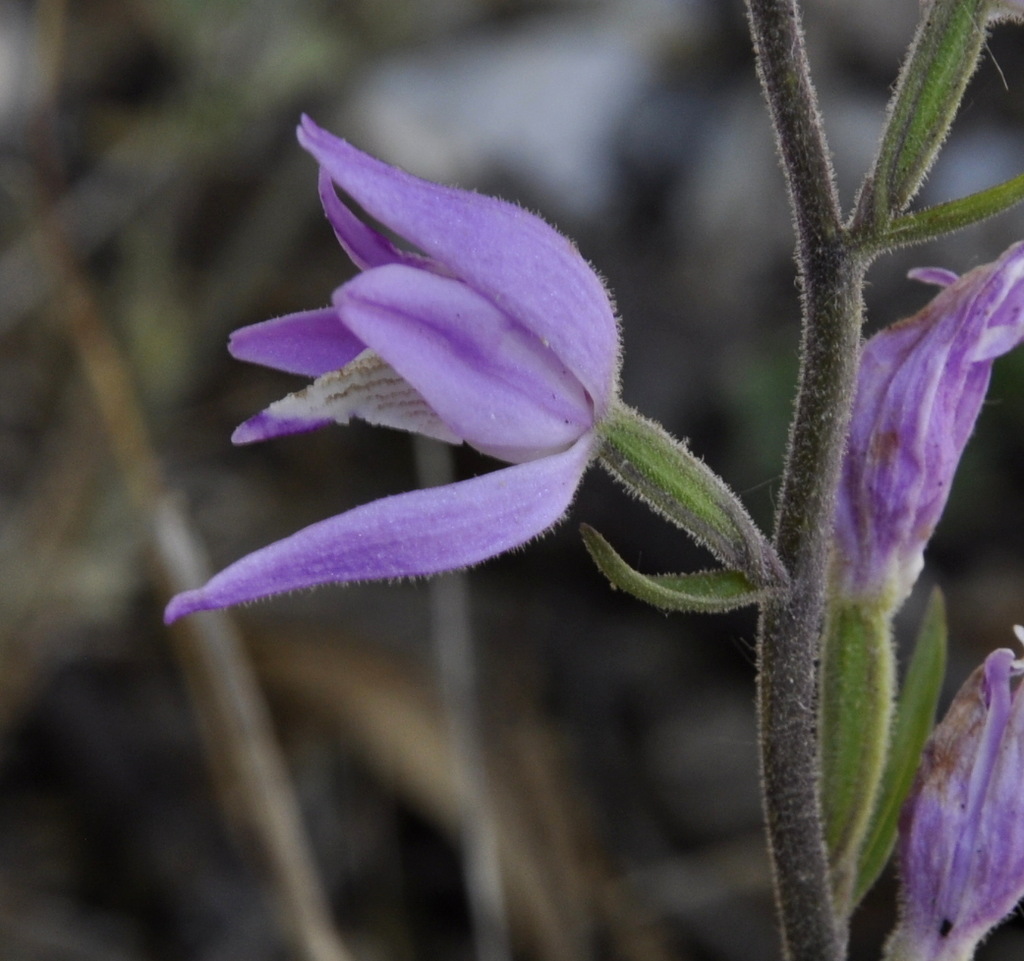 Image of Cephalanthera rubra specimen.