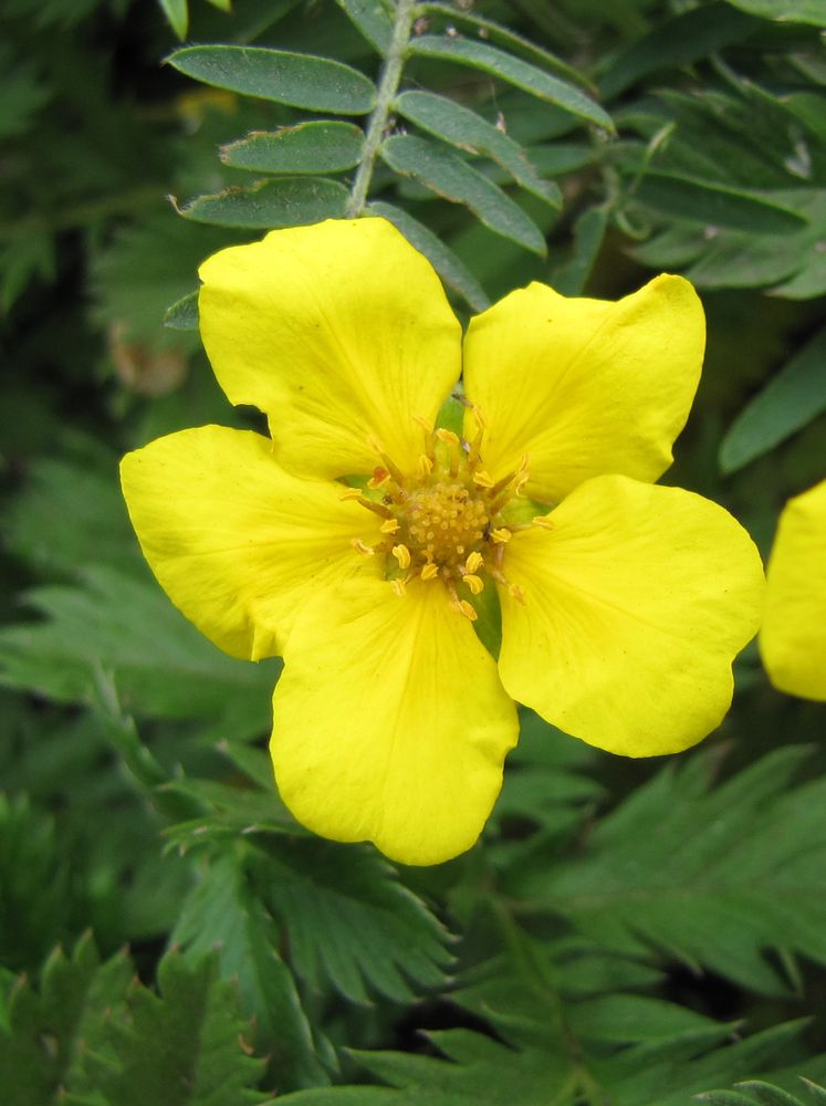 Изображение особи Potentilla anserina.