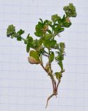 Polycarpon tetraphyllum. Извлечённое из земли цветущее растение. Израиль, Шарон, г. Герцлия, рудеральное местообитание. 02.06.2013.