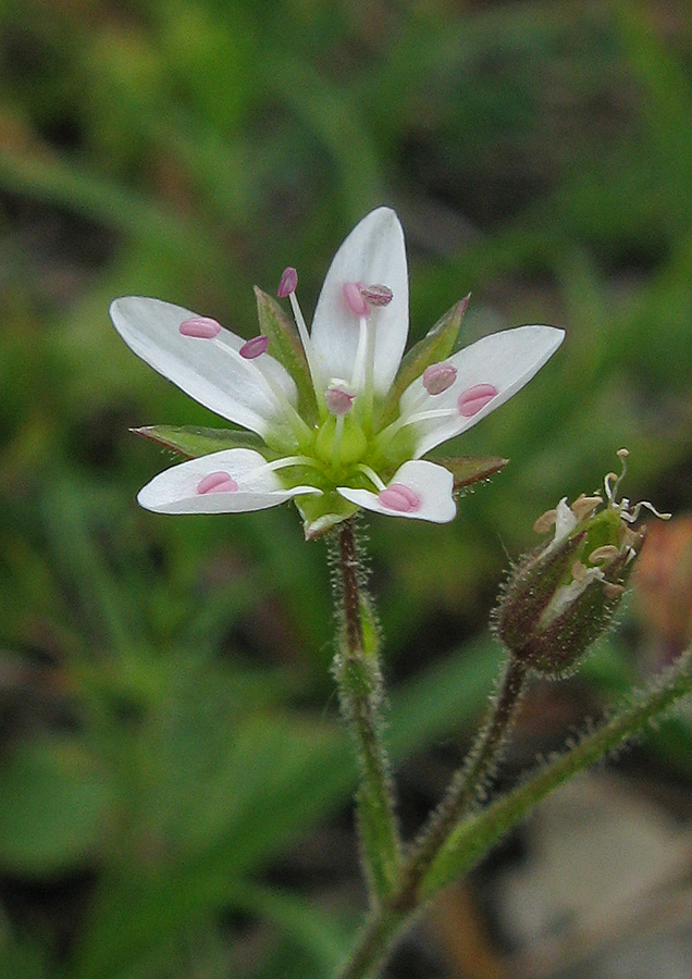 Image of Minuartia hirsuta specimen.