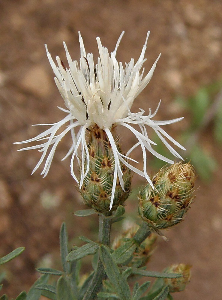 Image of Centaurea biebersteinii specimen.