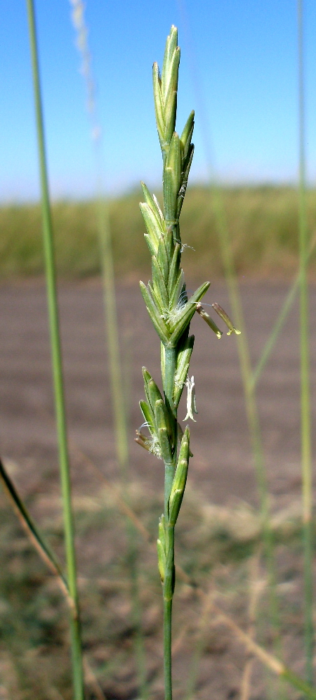 Image of Elytrigia obtusiflora specimen.