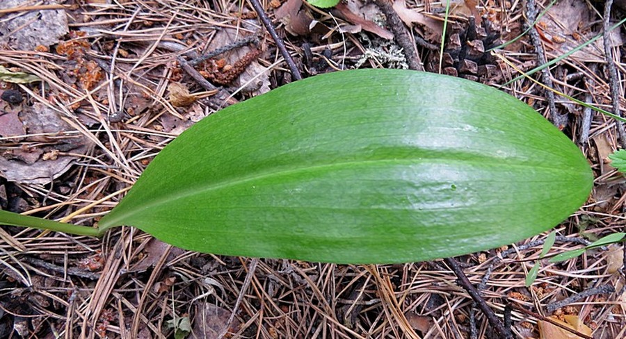 Image of Platanthera bifolia specimen.