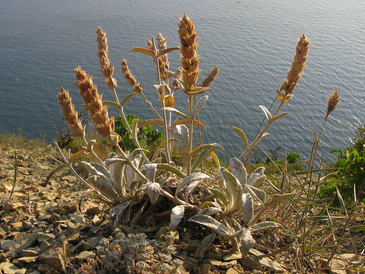 Околоводные растения Кавказа
