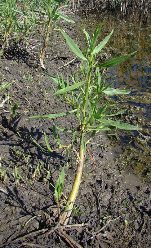 Image of Tripolium pannonicum specimen.