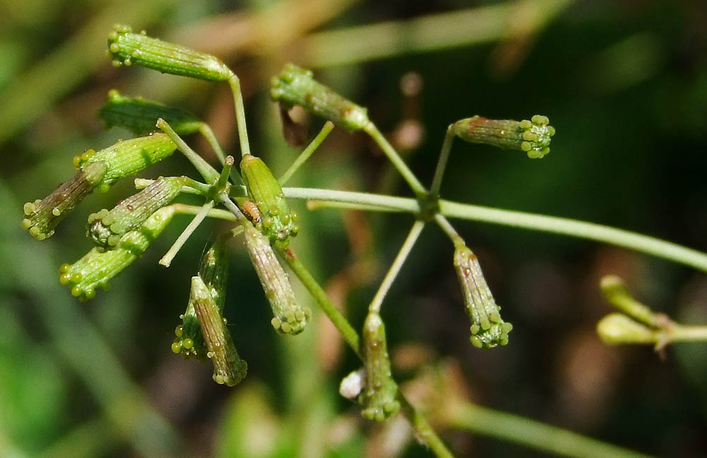 Image of Commicarpus plumbagineus specimen.