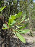 Chosenia arbutifolia