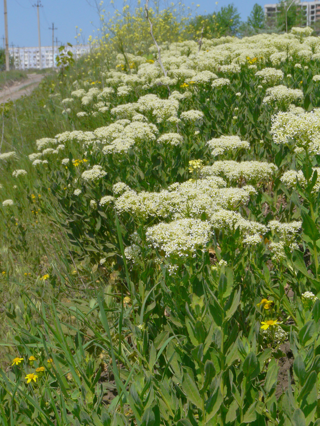 Изображение особи Cardaria draba.