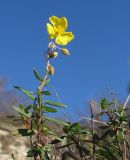 Helianthemum ovatum. Цветущее растение. Краснодарский край, Новороссийский р-н, гора Рябкова. 09.11.2013.