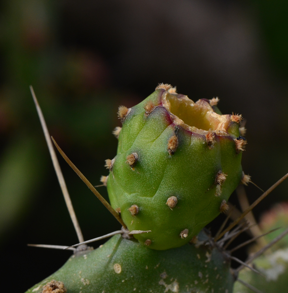 Image of Opuntia cochenillifera specimen.