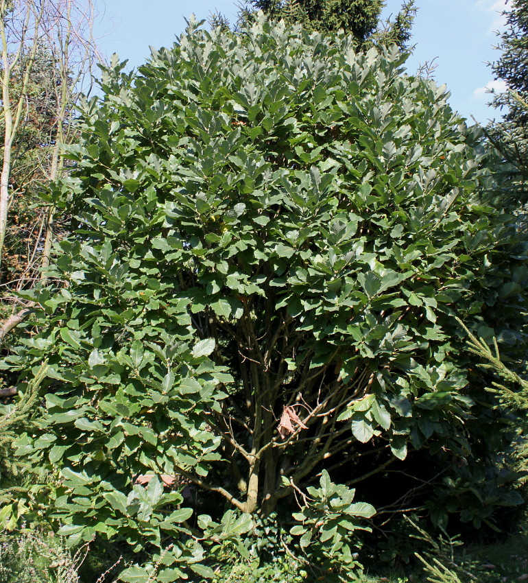 Image of genus Quercus specimen.