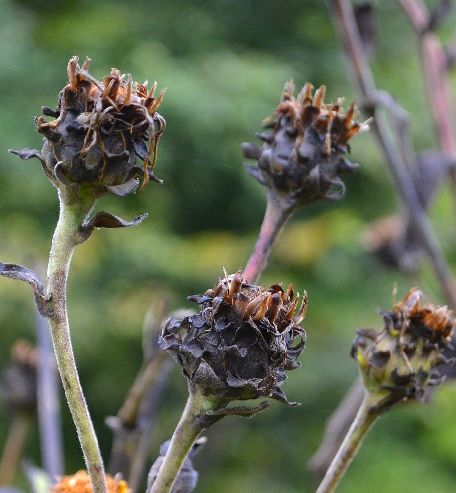 Image of Inula helenium specimen.