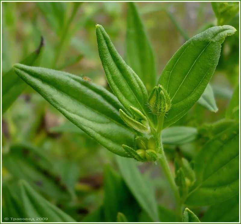 Image of Lithospermum officinale specimen.