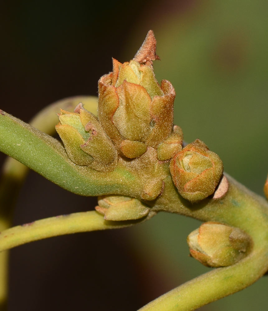 Image of Persea americana specimen.