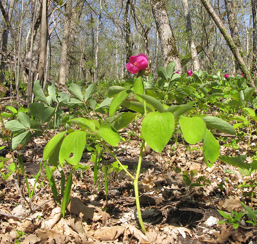 Изображение особи Paeonia caucasica.