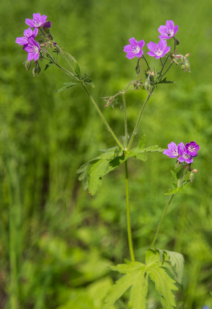 Image of Geranium sylvaticum specimen.