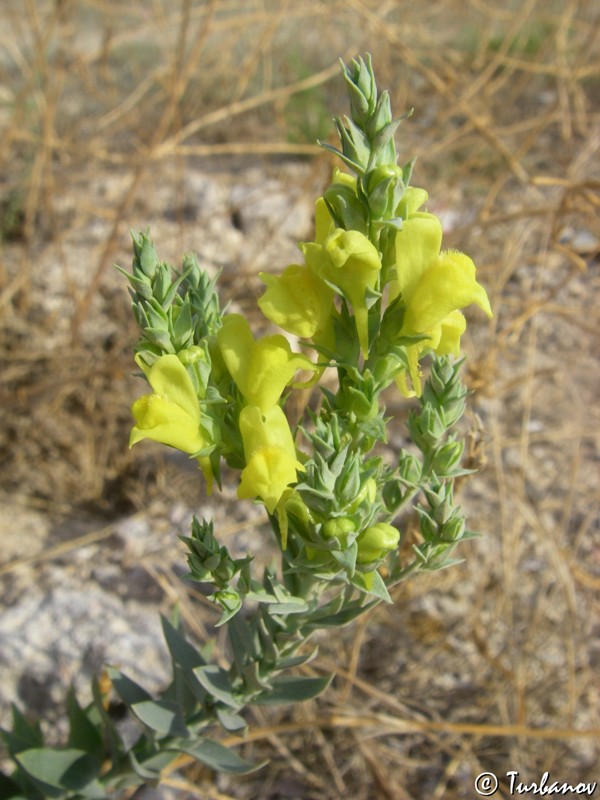 Image of Linaria genistifolia specimen.