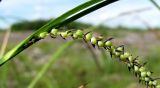 Carex acuta