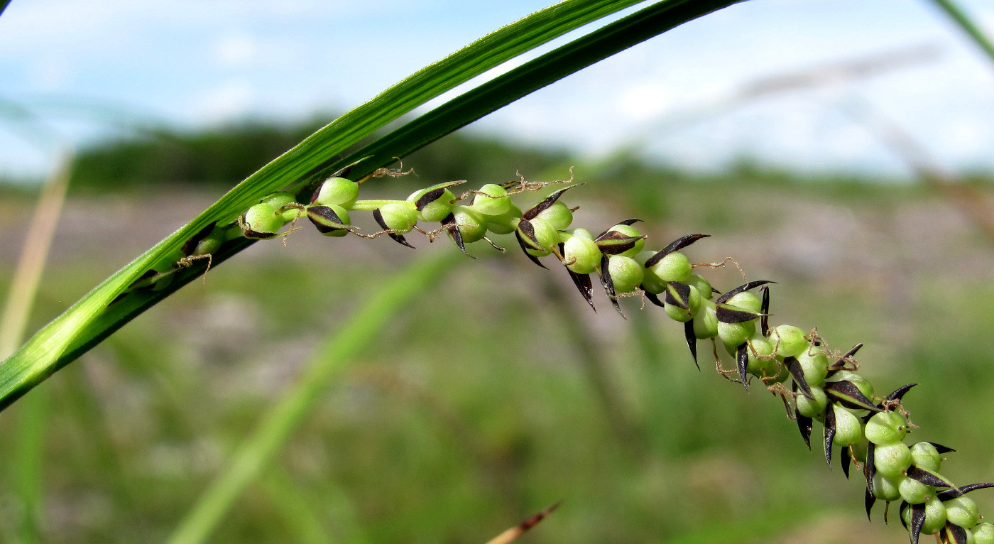 Изображение особи Carex acuta.