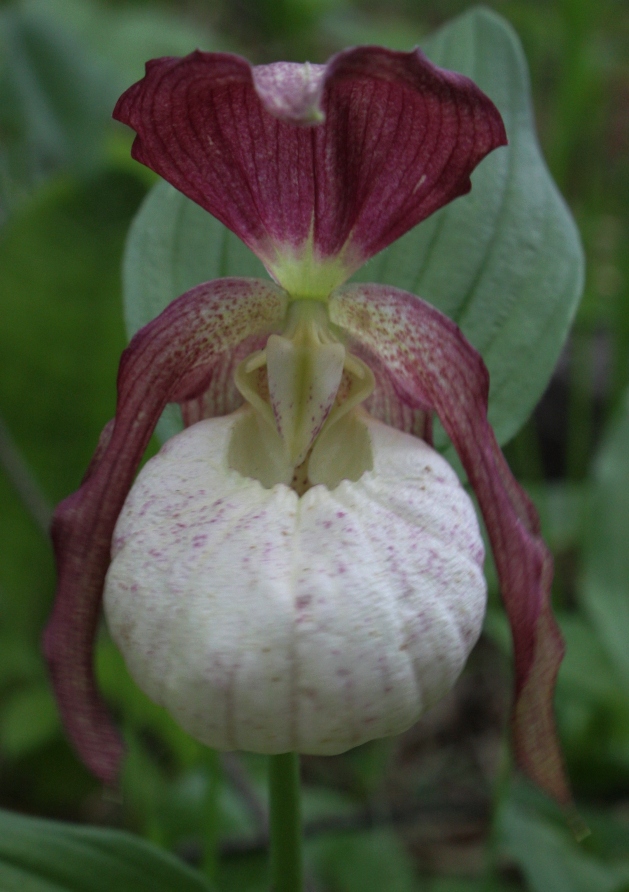 Изображение особи Cypripedium &times; ventricosum.