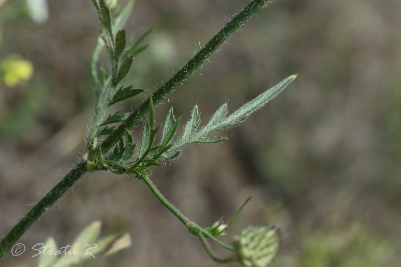 Image of Cephalaria transsylvanica specimen.