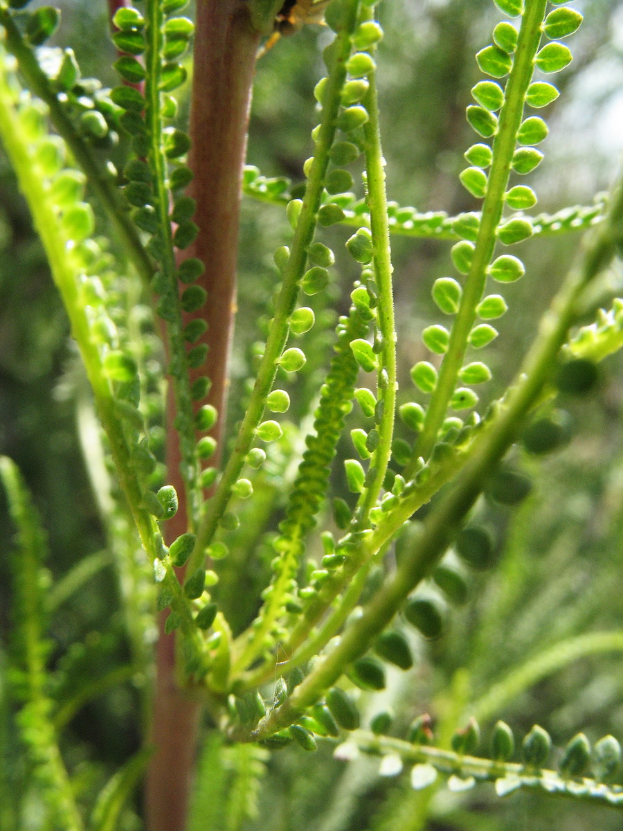 Image of Spiraeanthus schrenkianus specimen.