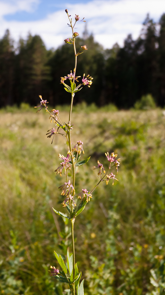 Изображение особи Thalictrum simplex.