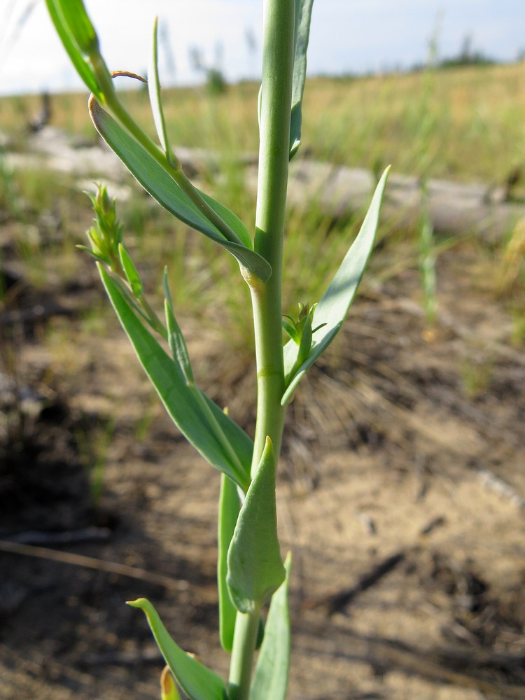 Image of Linaria genistifolia specimen.