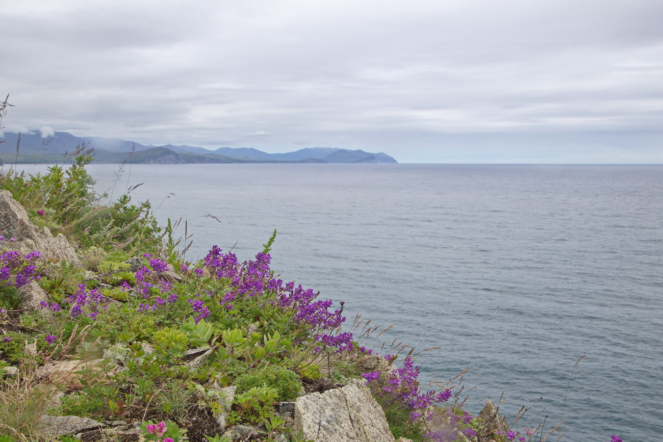 Image of Oxytropis mandshurica specimen.